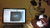 Barlow Auxilary Lens Overview And Tutorial On Sm Series Microscopes