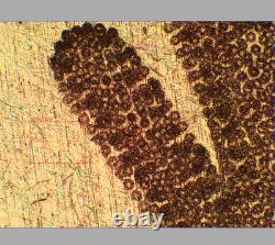 CLEANGLASS Olympus MPlanFL N 5X/0.15 BD Microscope Objective Lens for M26 33083