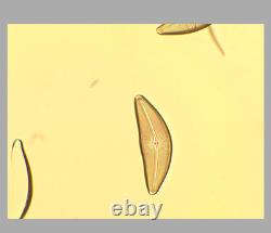 CLEAN GLASS Nikon Fluor 20x 0.75 160/0.17 Microscope Objective Lens RMS 34668