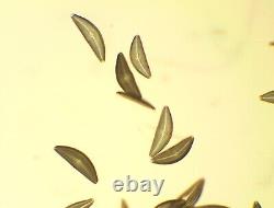 CLEAN GLASS Nikon Plan Apo 10x/0.4 160/0.17 Microscope Objective Lens RMS 29618