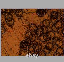 CLEAN GLASS Olympus LMPlanFL N 20X/0.40 BD Microscope Objective Lens M26 33089