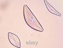 Ex Mitutoyo M 50X 0.55? /0 f=200 W. D 1.1 Microscope Objective Lens 20.25mm 25059