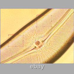 Exc Olympus Splan 100 1.25 Oil 160/0.17 Microscope Objective Lens RMS 33614