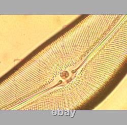 Exc Olympus Splan 100 1.25 Oil 160/0.17 Microscope Objective Lens RMS 33614