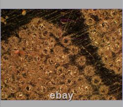 Exc Olympus UMPlanFl 10x/0.25 BD P? /- Microscope Objective Lens for M26 32821