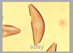 Exce Olympus DPlan 40 PO POL 0.65 160/ 0.17 Microscope Objective Lens RMS 34903