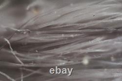 Mitutoyo M Plan APO 20x / 0.42? /0 f=200 Microscope Objective Lens #5542