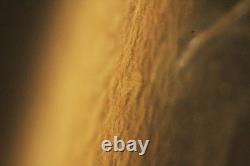 Mitutoyo M Plan APO 20x / 0.42? /0 f=200 Microscope Objective Lens #5542