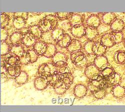 Nikon CF Plan 20X/0.40? /0 EPI ELWD WD 11.0 Microscope Objective Lens RMS 33115