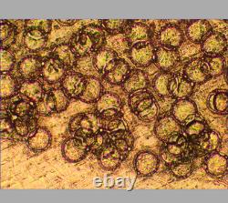 Nikon CF Plan 20X/0.40? /0 EPI ELWD WD 11.0 Microscope Objective Lens RMS 33115