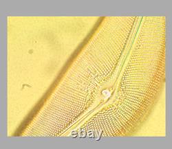 Nikon Fluor 100x / 1.30 Oil 1.3 0.8 160/0.17 Microscope Objective Lens RMS 34671