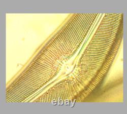 Nikon Fluor 100x / 1.30 Oil 1.3 0.8 160/0.17 Microscope Objective Lens RMS 34671