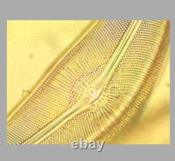 Nikon Fluor 100x / 1.30 Oil 1.3 0.8 160/0.17 Microscope Objective Lens RMS 34671