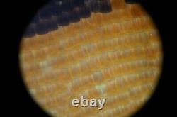 OLYMPUS SPlan s plan Apo Apochromat 10x 0.40 160Microscope objective lens #1