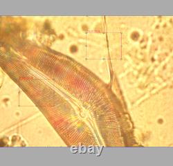 Olympus NCSPlan Apo 60X 0.90 160/0 Microscope Ob Lens for RMS 33586
