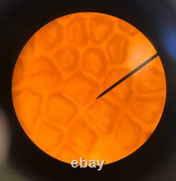 Swift Binocular Compound Microscope, 4 Objectives, 40X-1000X, Free Shipping