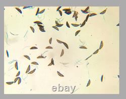 Zeiss Plan-NEOFLUAR 5x/0.15? /0.17 440320 Microscope Objective Lens RMS 35597