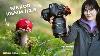 La Collection De Champignons D'automne Avec Un Objectif Micro Nikon 105mm