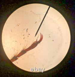 Microscope à Composition Binoculaire Swift, 4 Objectifs, 40X-1000X, Livraison Gratuite