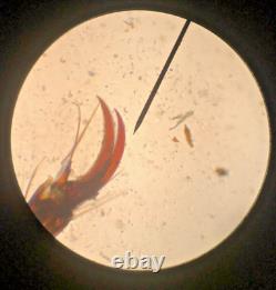 Microscope à Composition Binoculaire Swift, 4 Objectifs, 40X-1000X, Livraison Gratuite