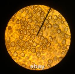 Microscope à Composition Binoculaire Swift, 4 Objectifs, 40X-1000X, Livraison Gratuite