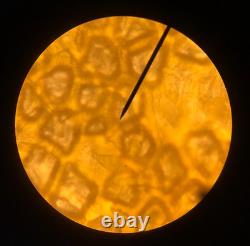 Microscope à Composition Binoculaire Swift, 4 Objectifs, 40X-1000X, Livraison Gratuite