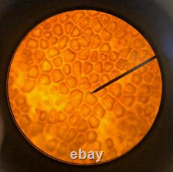 Microscope composé à prismes Swift, 4 objectifs, 40X-1000X, livraison gratuite