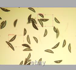 Nikon Plan Apo 10x 0.45 DIC L?/0.17 WD 4.0 Objectif de microscope M25 32949