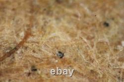 Objectif de microscope Mitutoyo M Plan Apo SL 20x / 0.28 Infi/0 f=200 #5430
