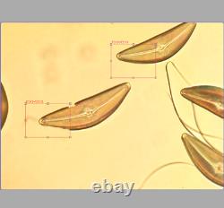 Objectif de microscope Olympus SPlan Apo 20x 0,70 160/0,17 RMS 32804